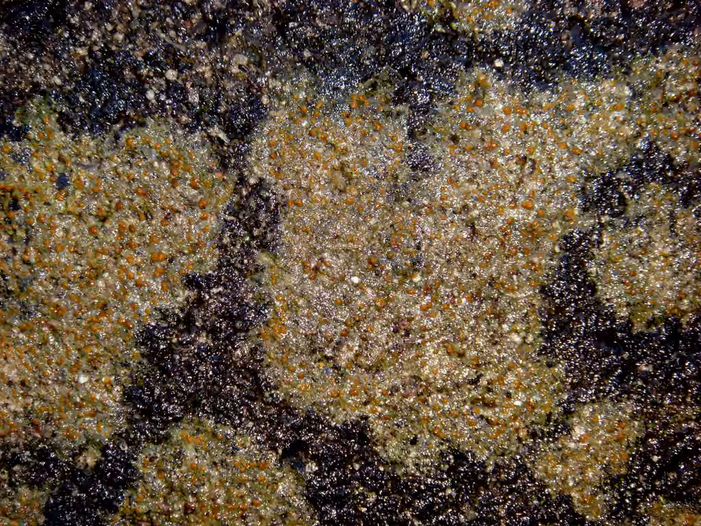 Chewing Gum Lichen, photo 3 of 5