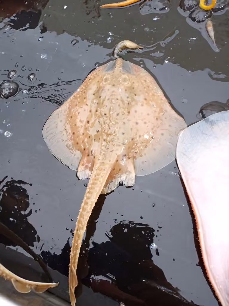Winter Skate, Juvenile
