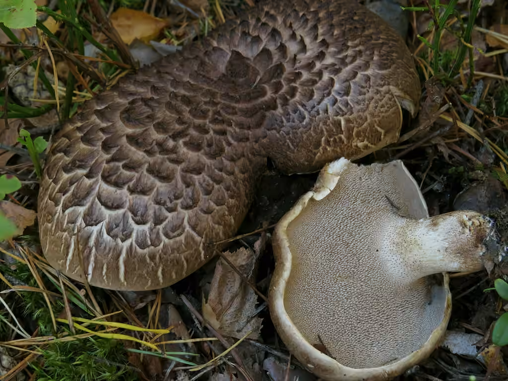 Scaly Tooth, photo 1 of 5