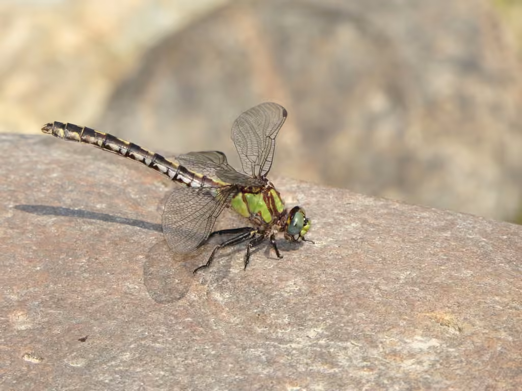 Ophiogomphe de Carole, Femelle
