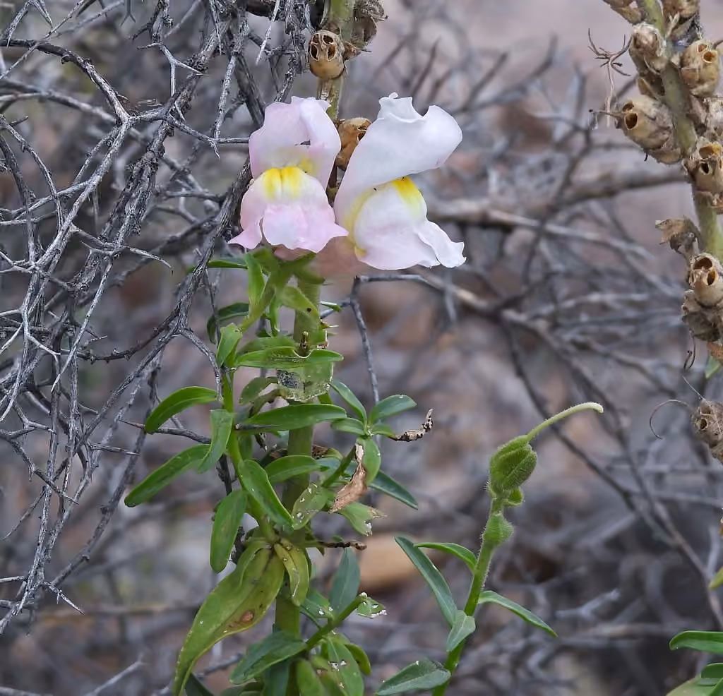Garden snapdragon, In fruit
