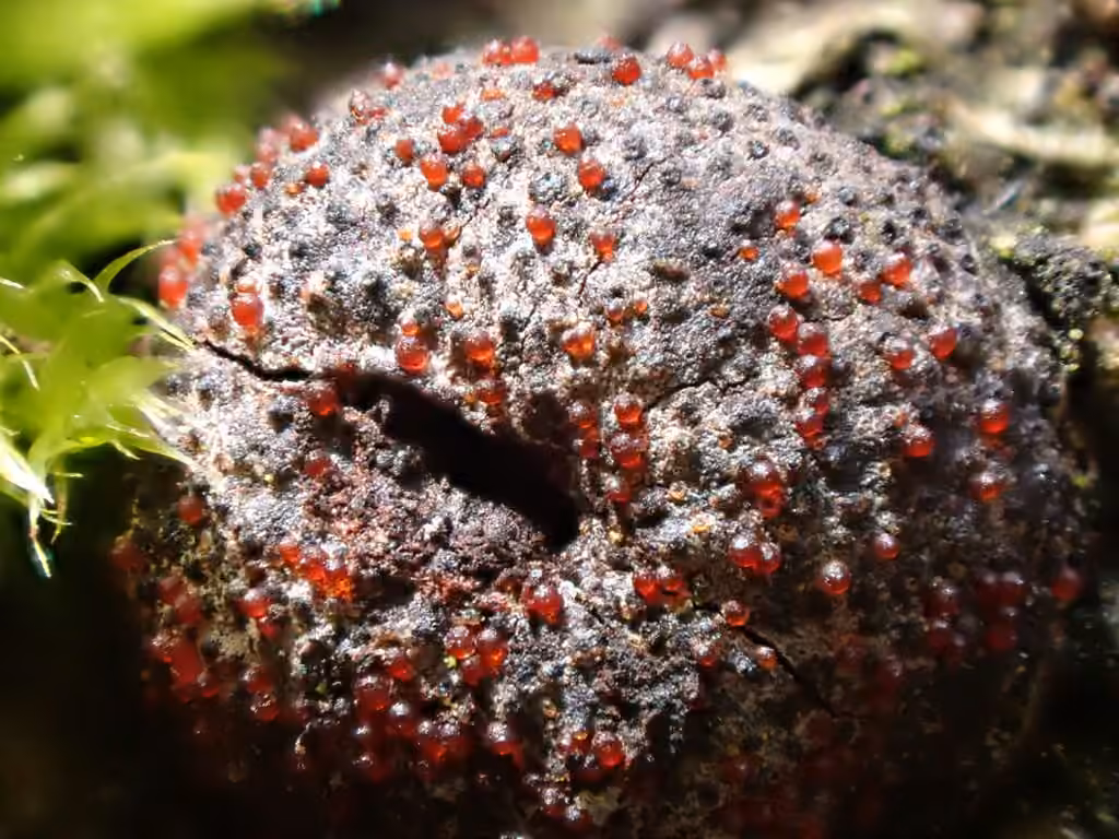 Cosmospora arxii