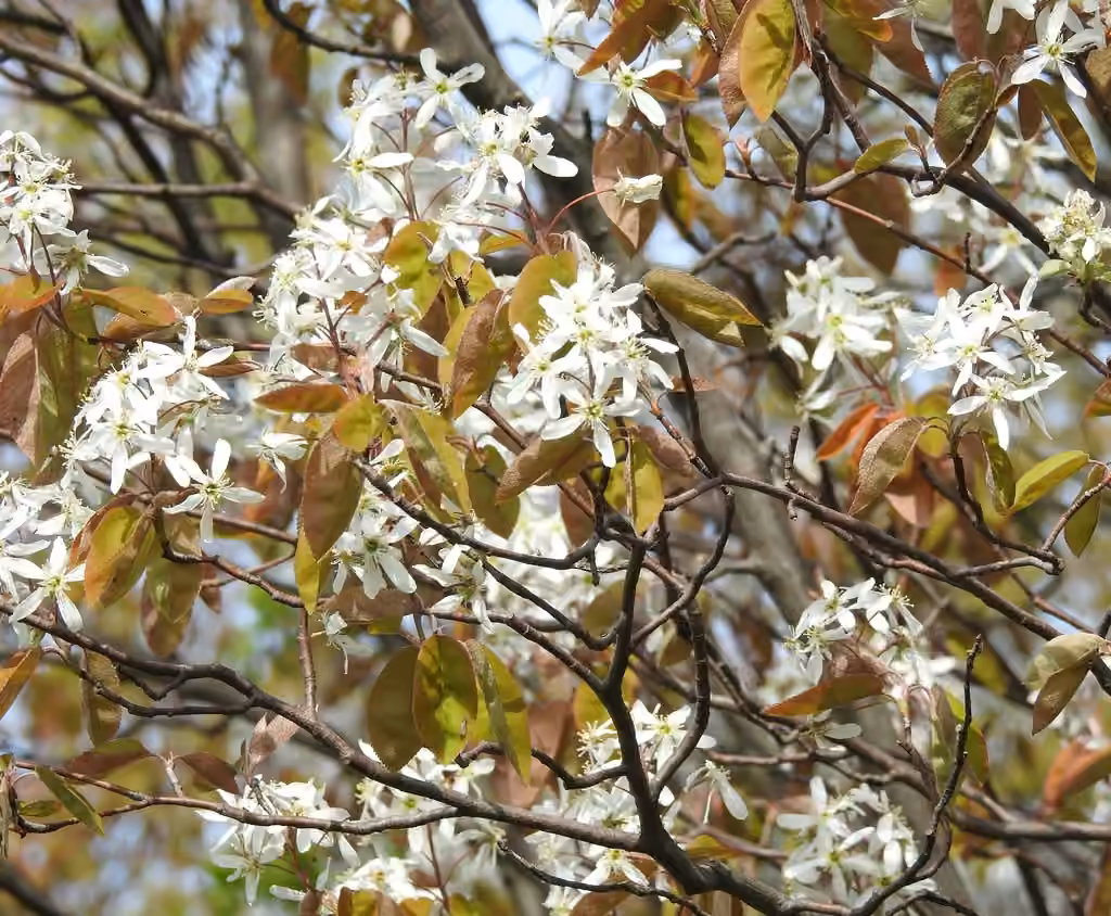 Downy serviceberry