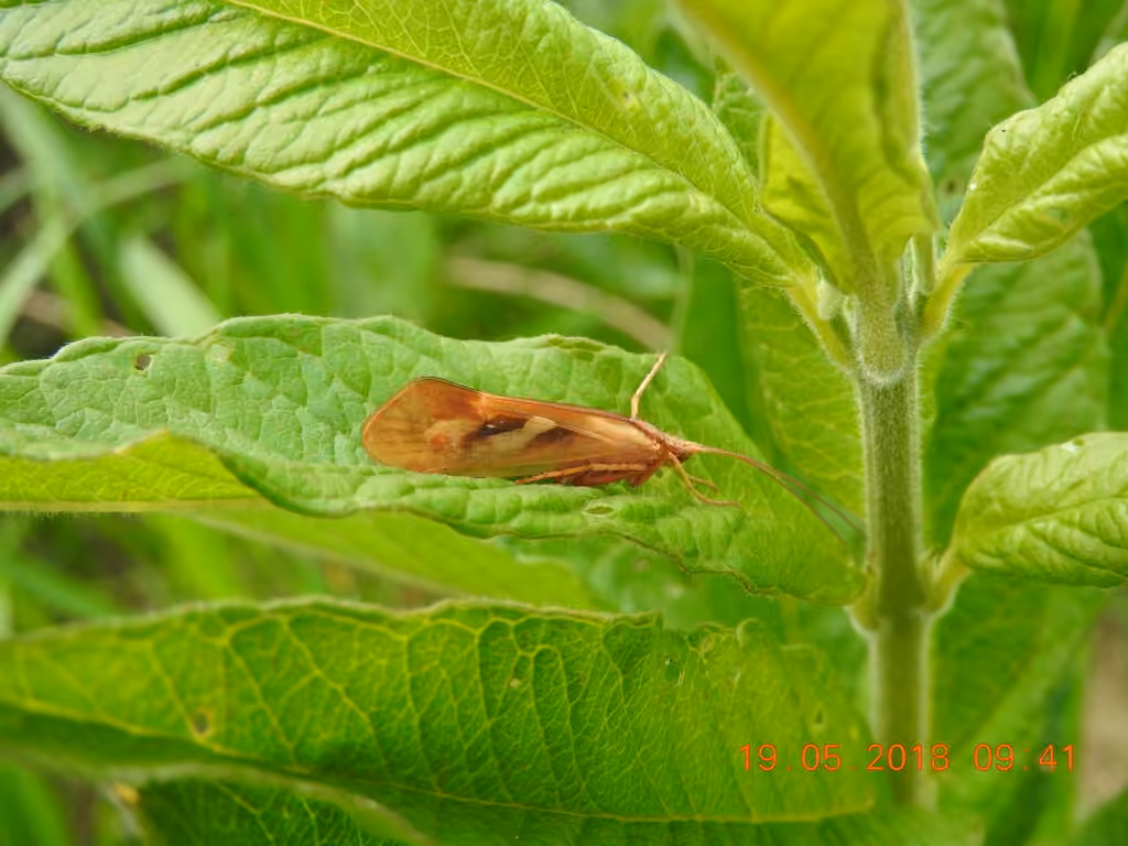Diamond Northern Caddisfly, photo 3 of 5