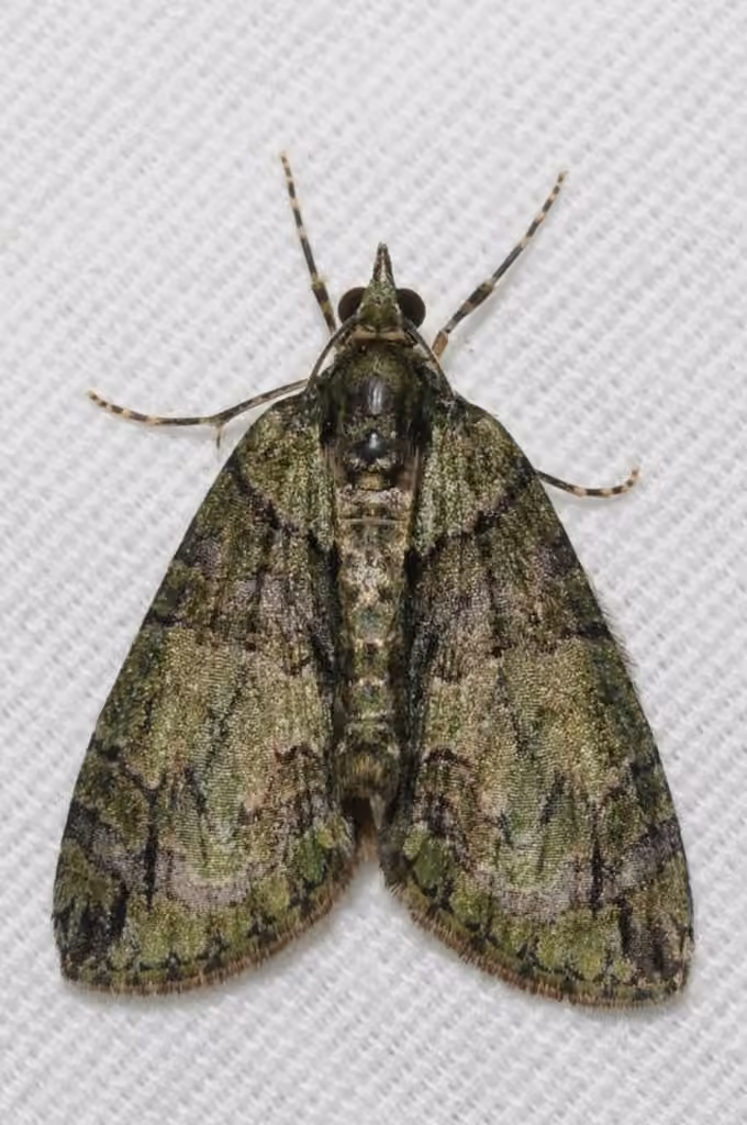 Transfigured Hydriomena Moth, Adulte