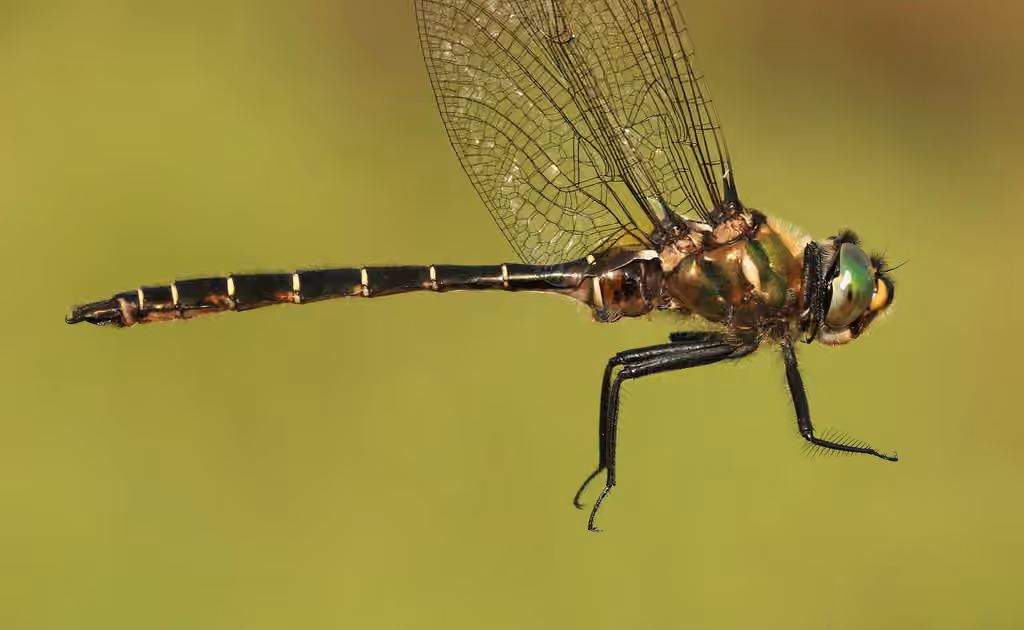 Ringed Emerald, Male