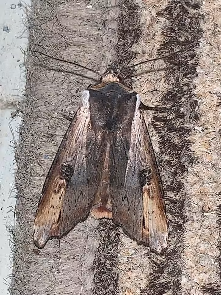 Gray Swordgrass Moth, Adult