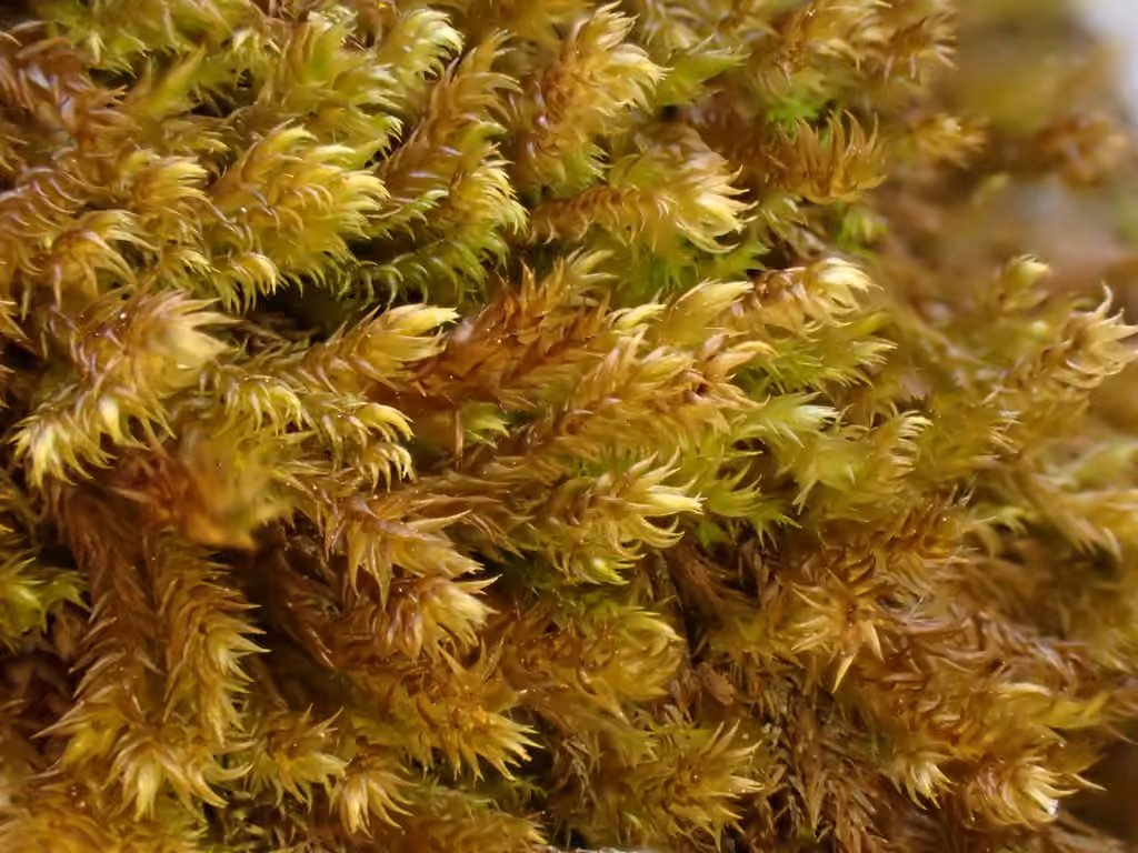 Drab Brook-moss, photo 1 of 5
