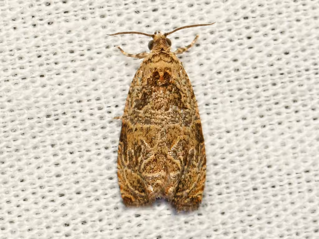 Woolly-backed Moth, Adult