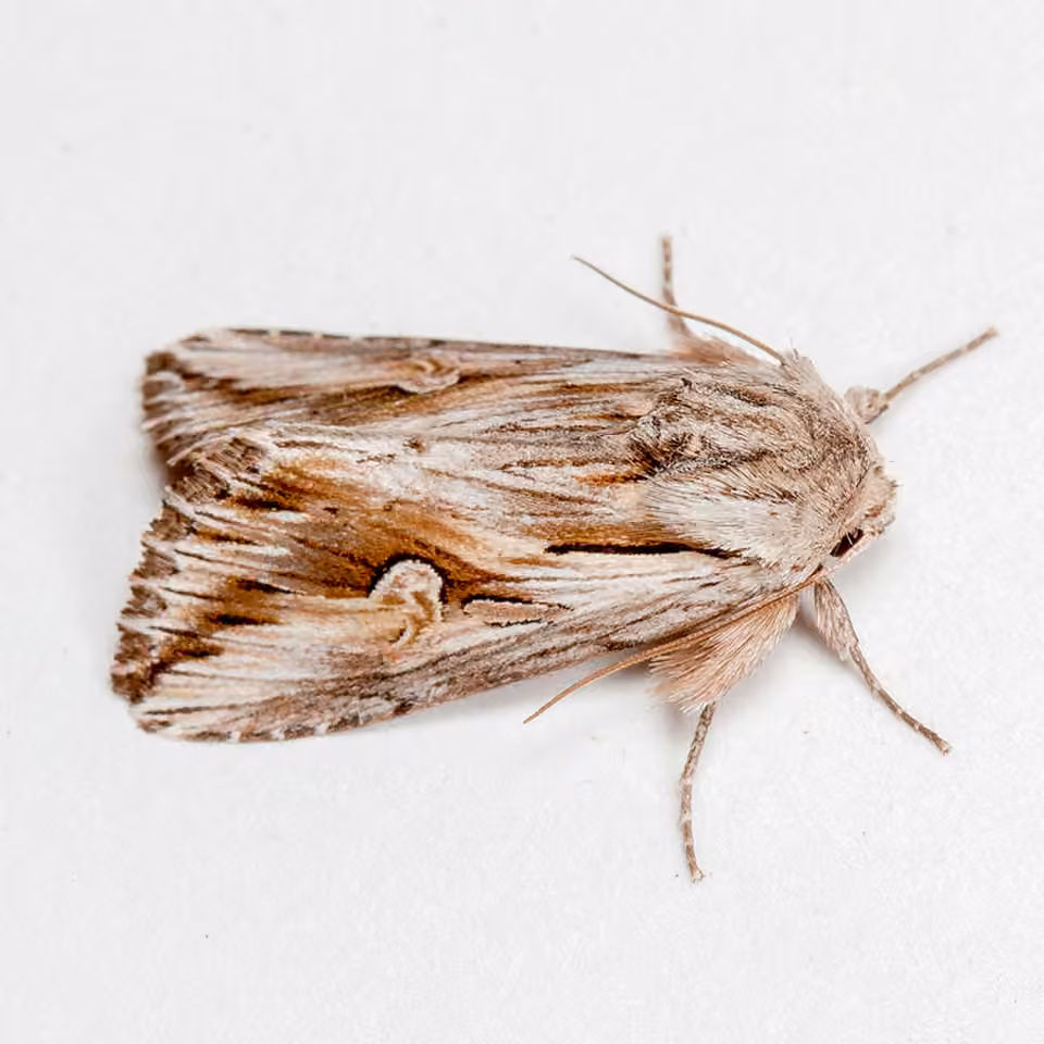 Gray Half-Spot, photo 1 of 5