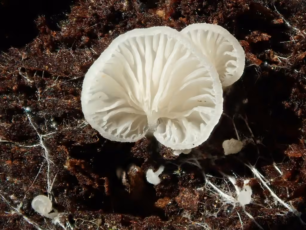 Clitopile sessile, photo 3 sur 5
