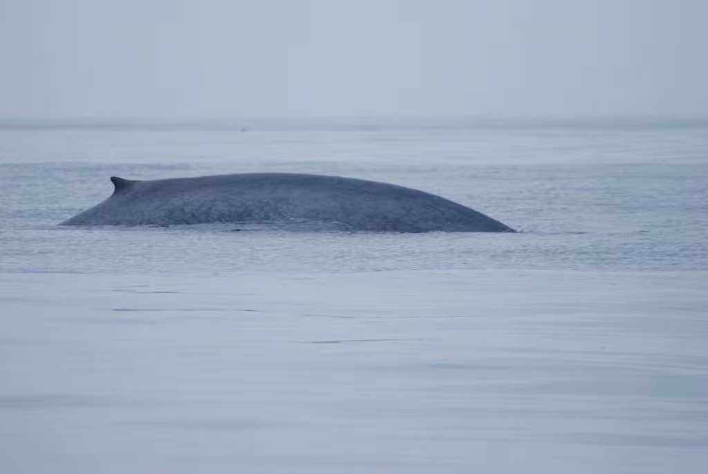 Rorqual bleu, photo 3 sur 5