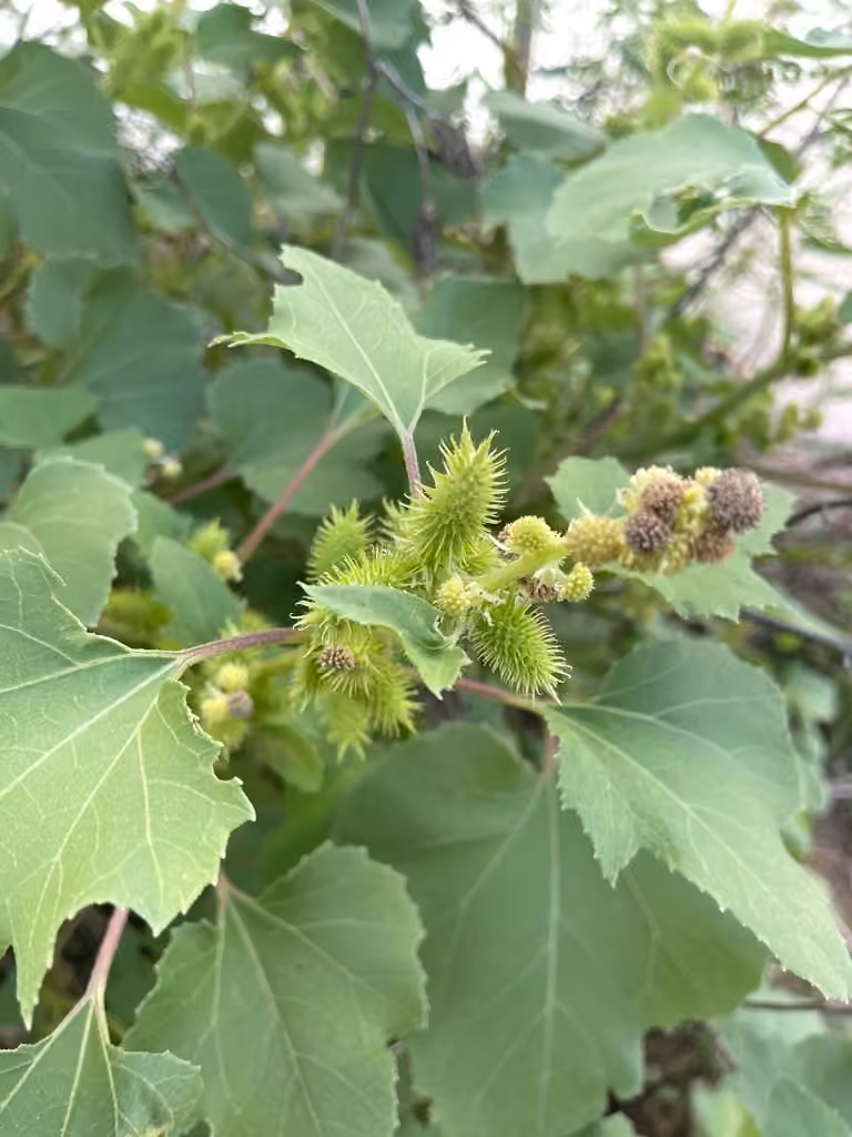 Lampourde glouteron, En fruits