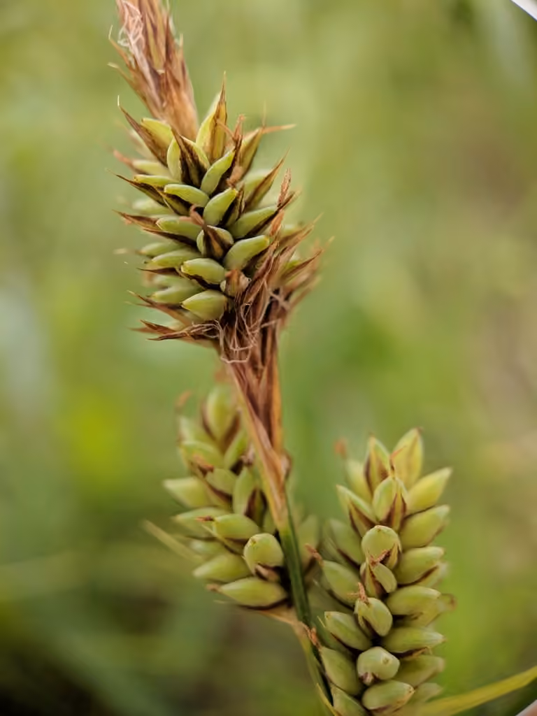 Carex de Buxbaum, En fruits