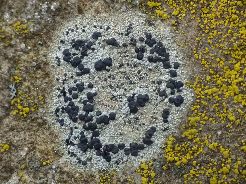 Rock Disk Lichen, photo 1 of 5