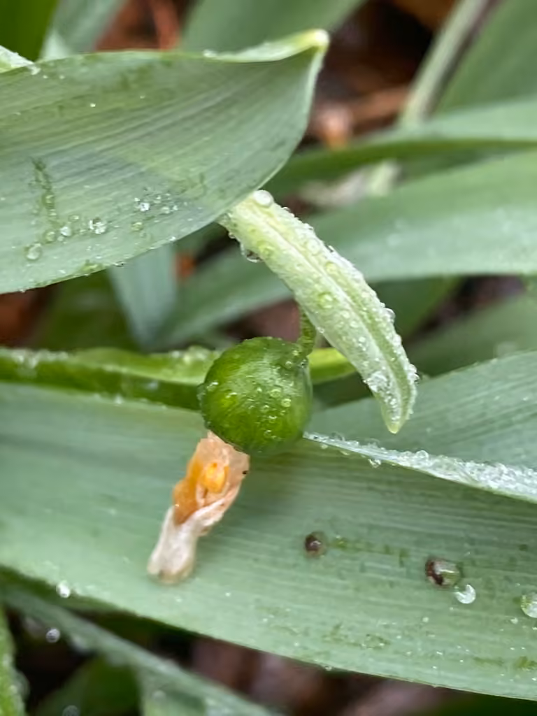 Giant snowdrop, In fruit
