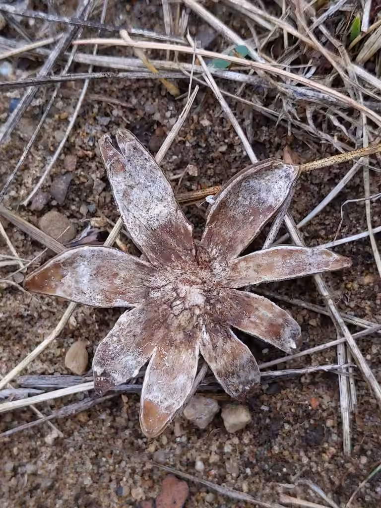 Smith's earthstar, photo 3 sur 5