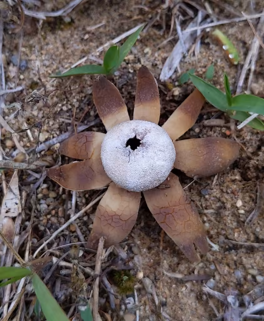 Smith's earthstar