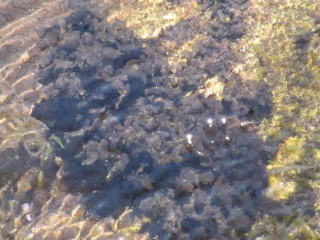 Eastern Waterfan Lichen, photo 1 of 5