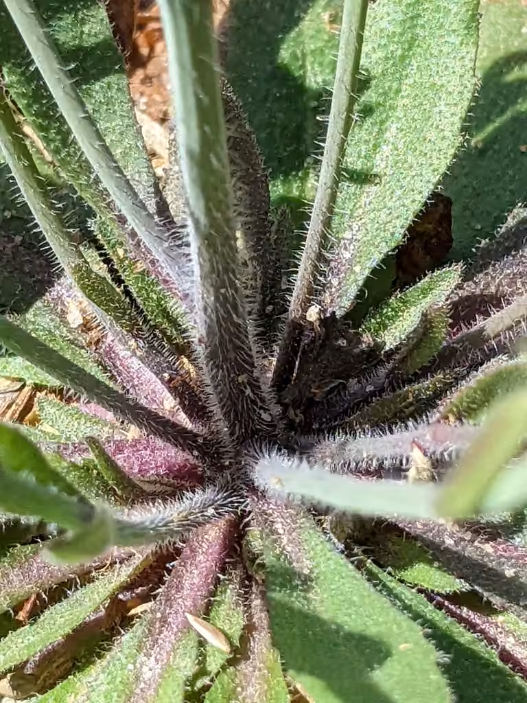 Arabette des dames, En fleurs