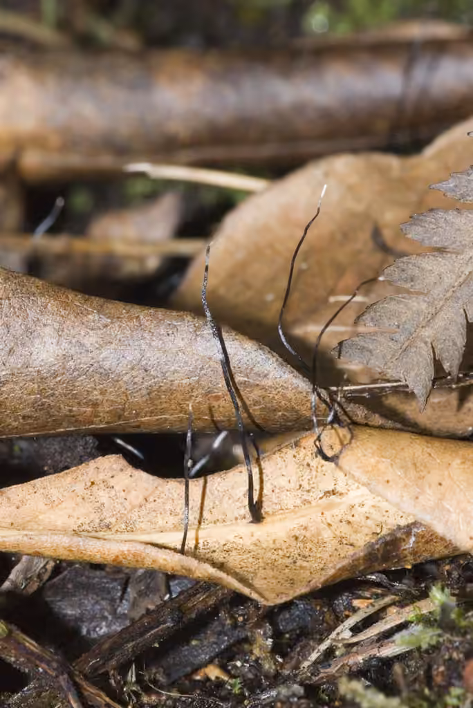 Xylaire filiforme, photo 1 of 5