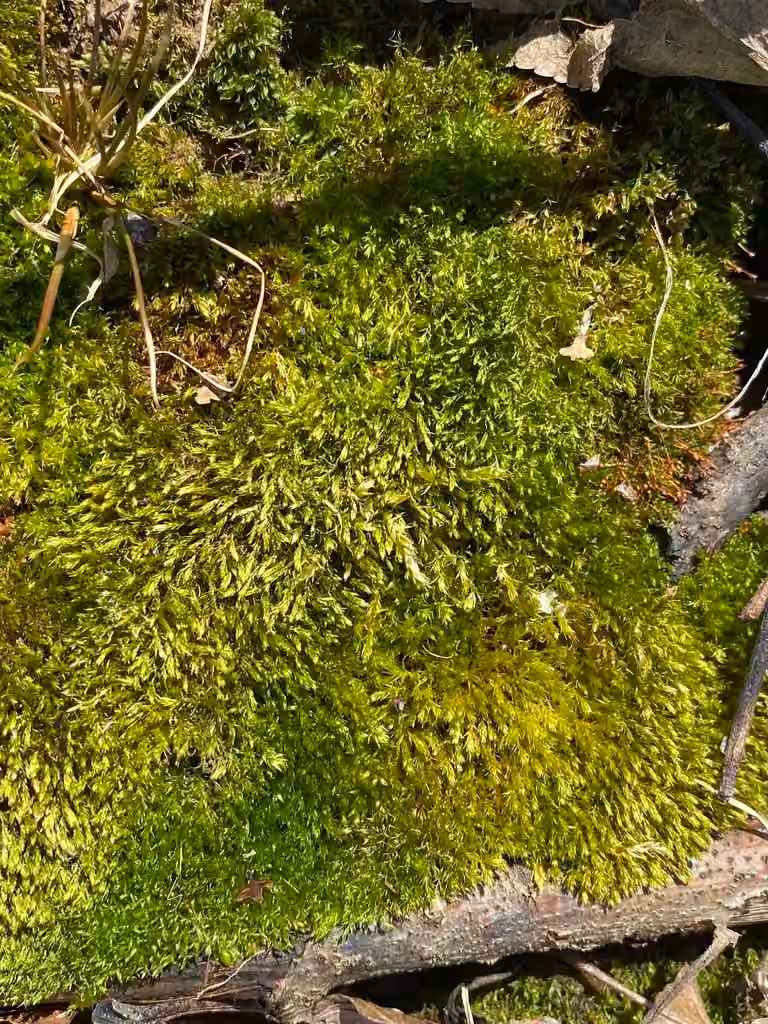 Blunt-bud Thread-moss, photo 3 of 5