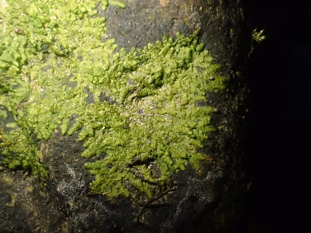 Western Pouncewort, photo 2 of 5