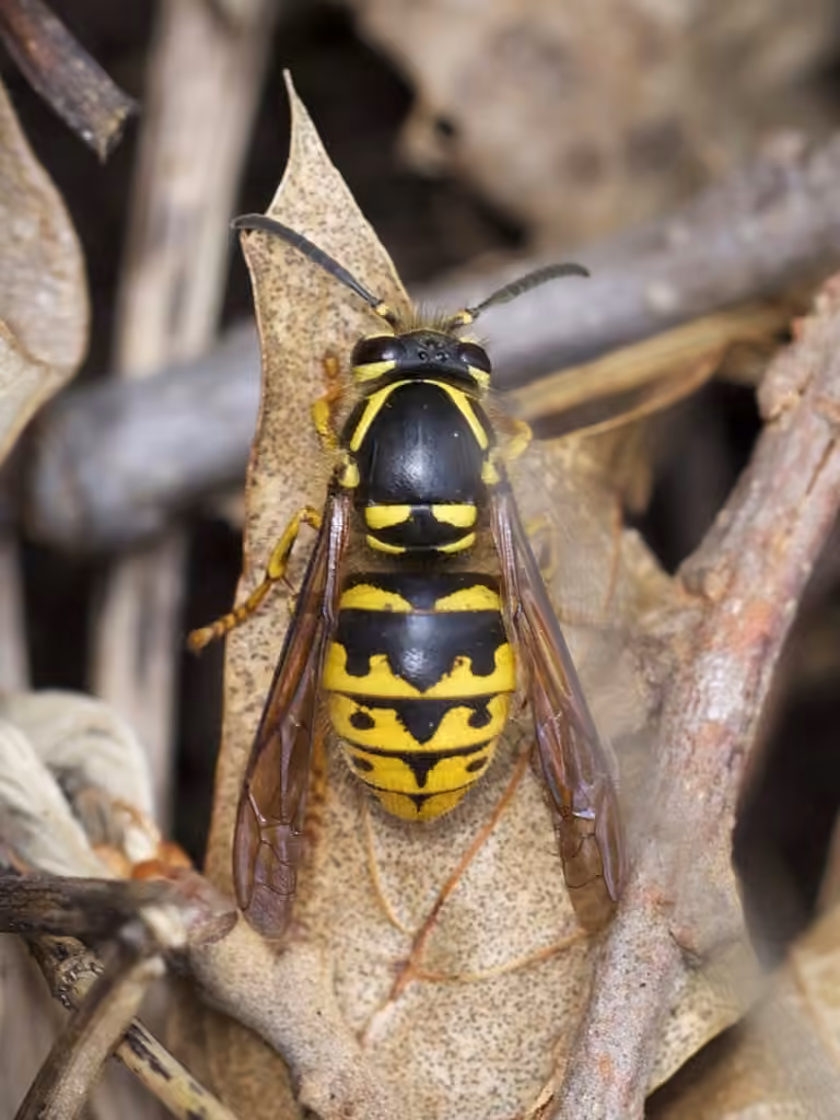 Guêpe jaune
