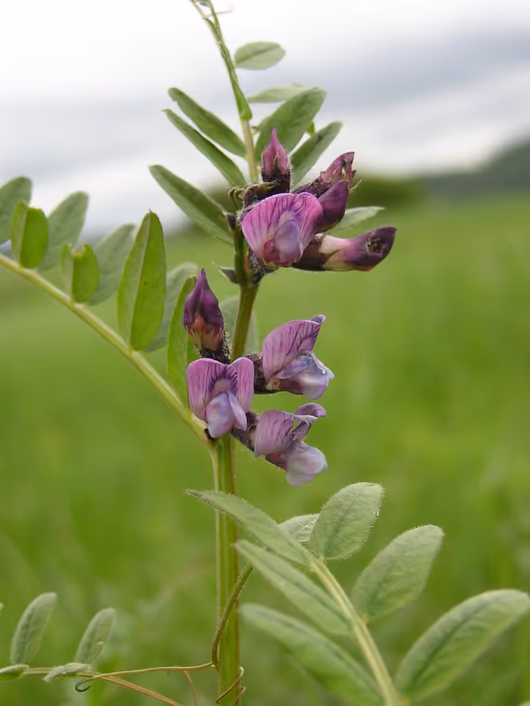 Bush vetch