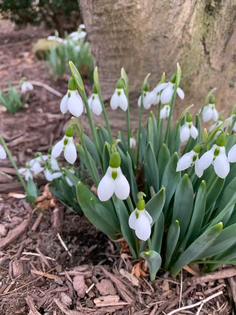 Giant snowdrop, photo 1 of 5