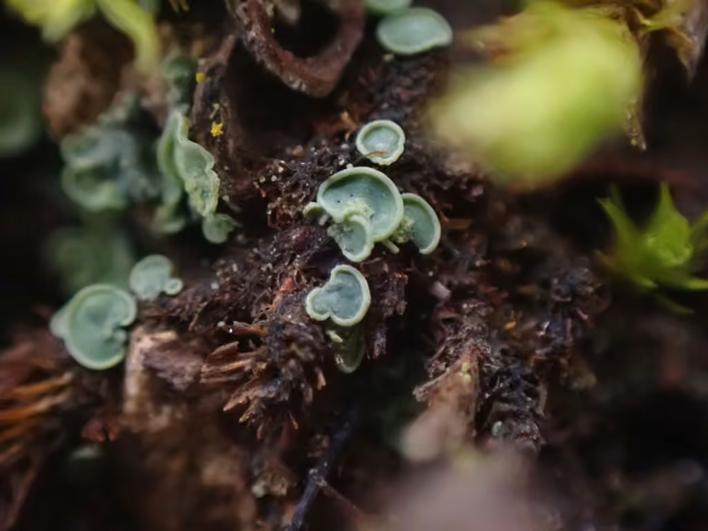 Clam lichen, photo 2 of 5