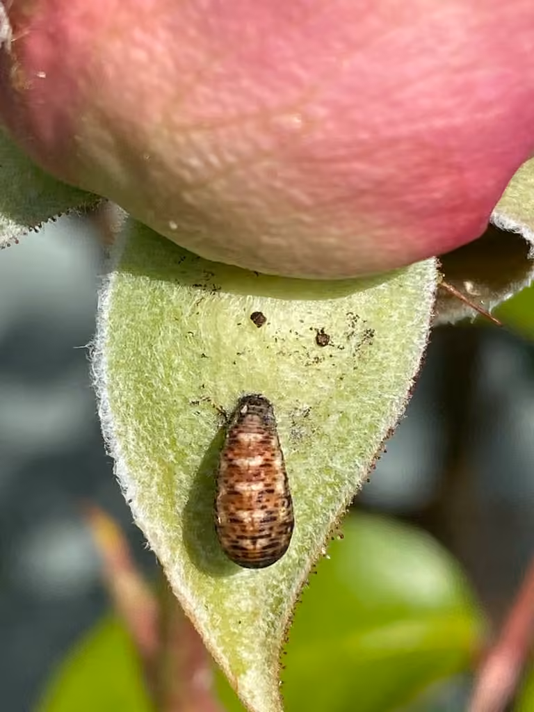 Common Loopwing Aphideater, Pupa