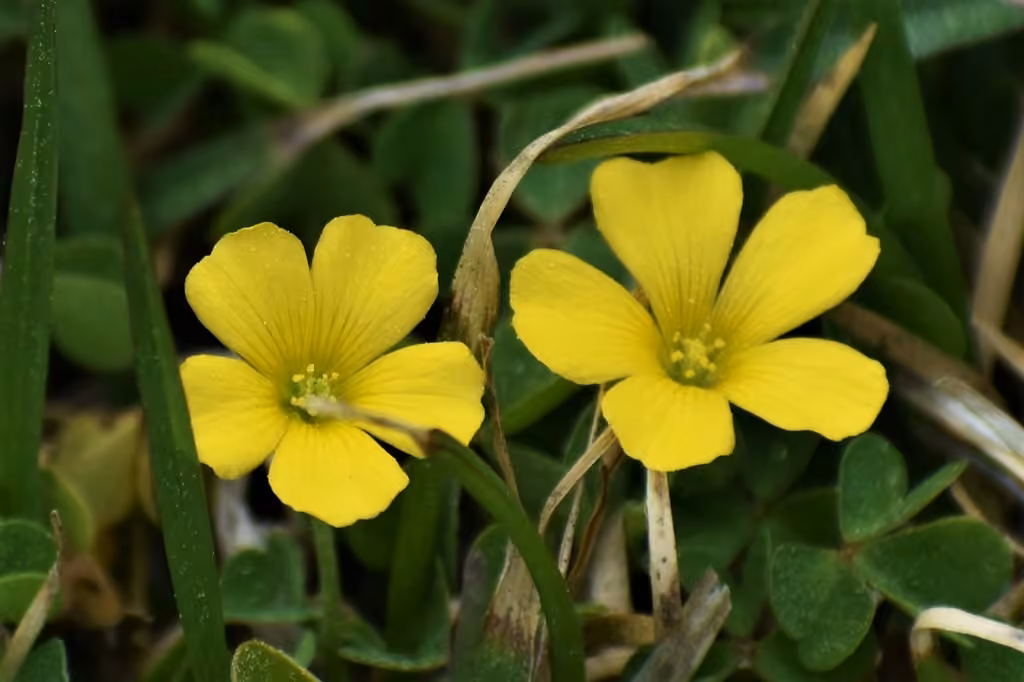 Dillen's oxalis, photo 2 of 5