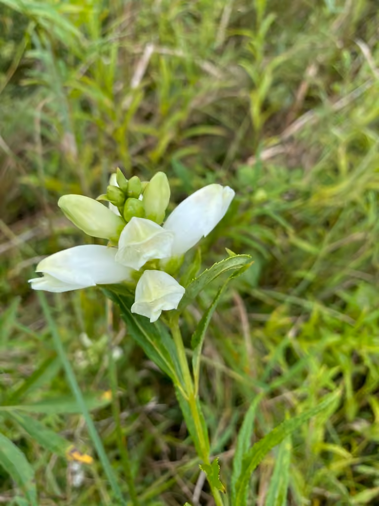 White turtlehead, In flower