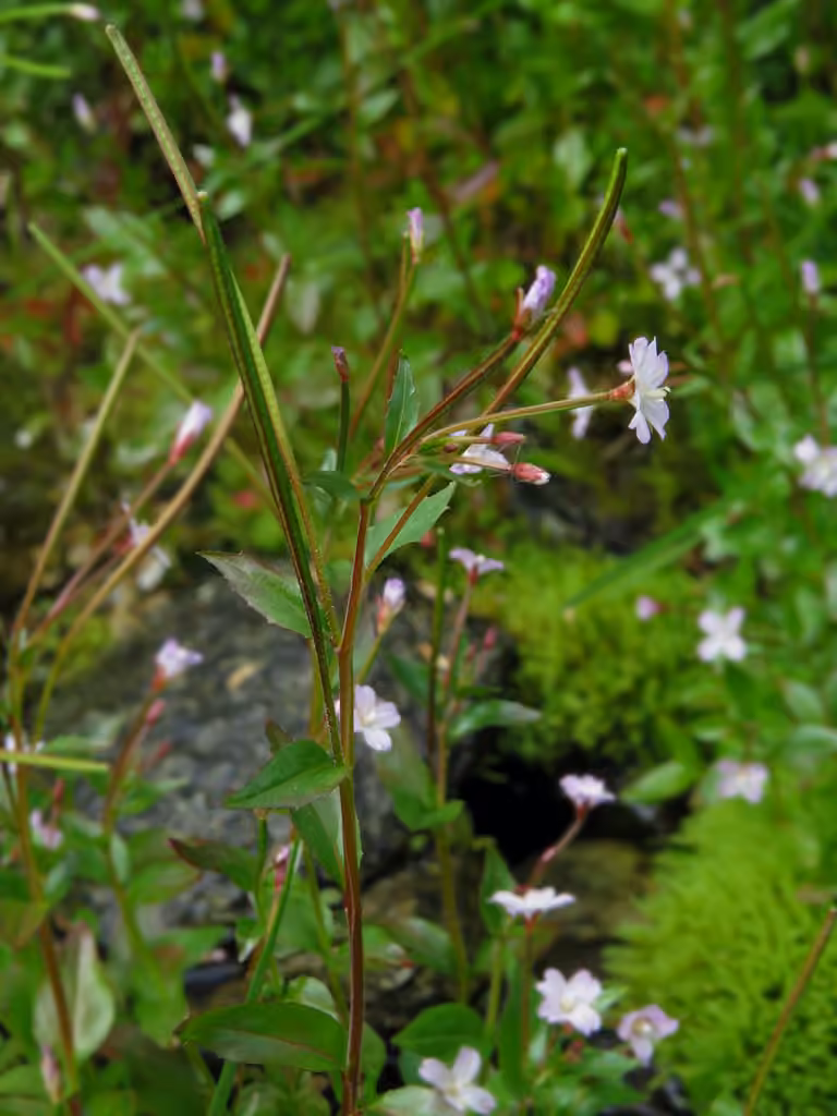 Hornemann's willowherb, photo 1 of 5
