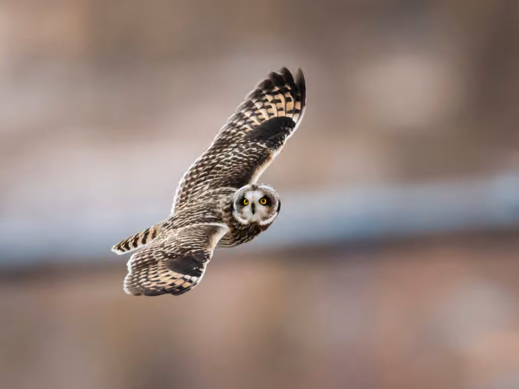Hibou des marais, photo 2 sur 5