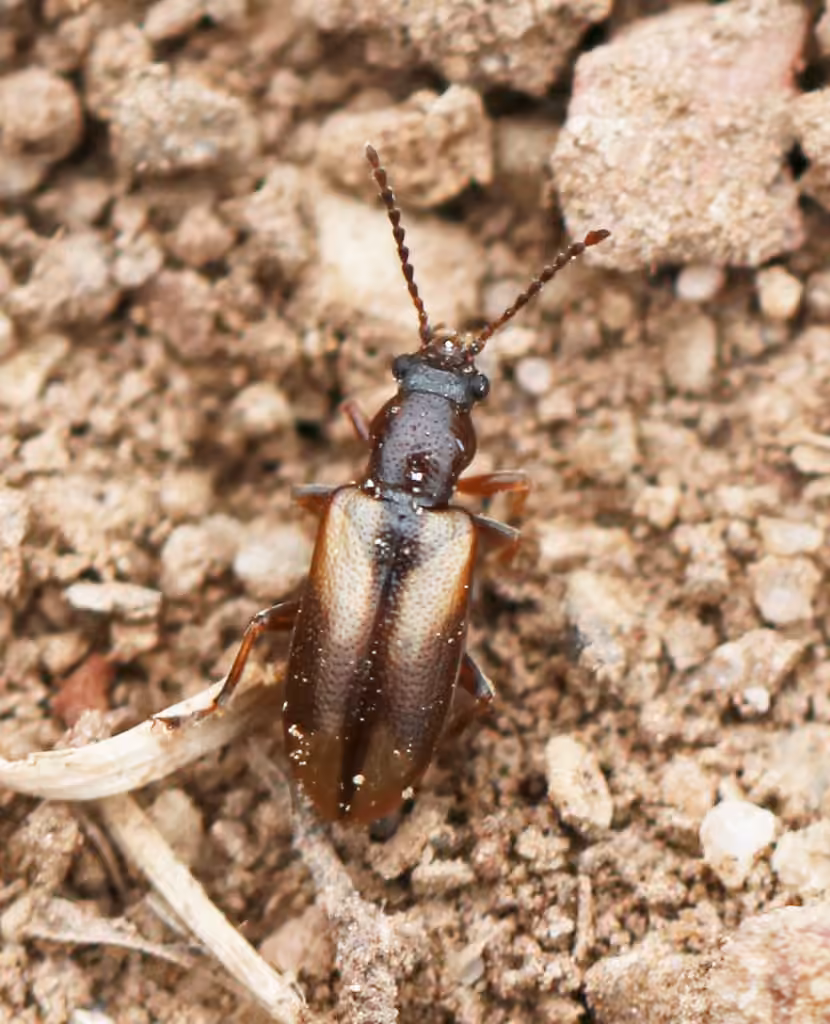 Silver-backed Orsodacnid Beetle, photo 3 of 5