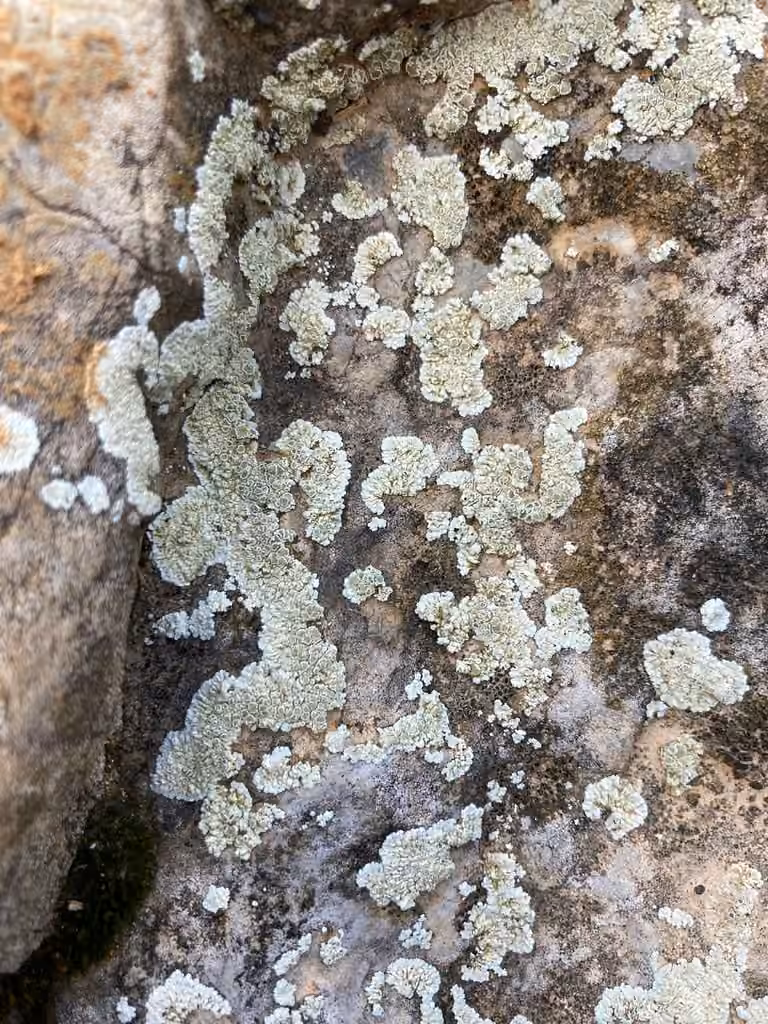 Lécanore de Valois, photo 3 sur 5
