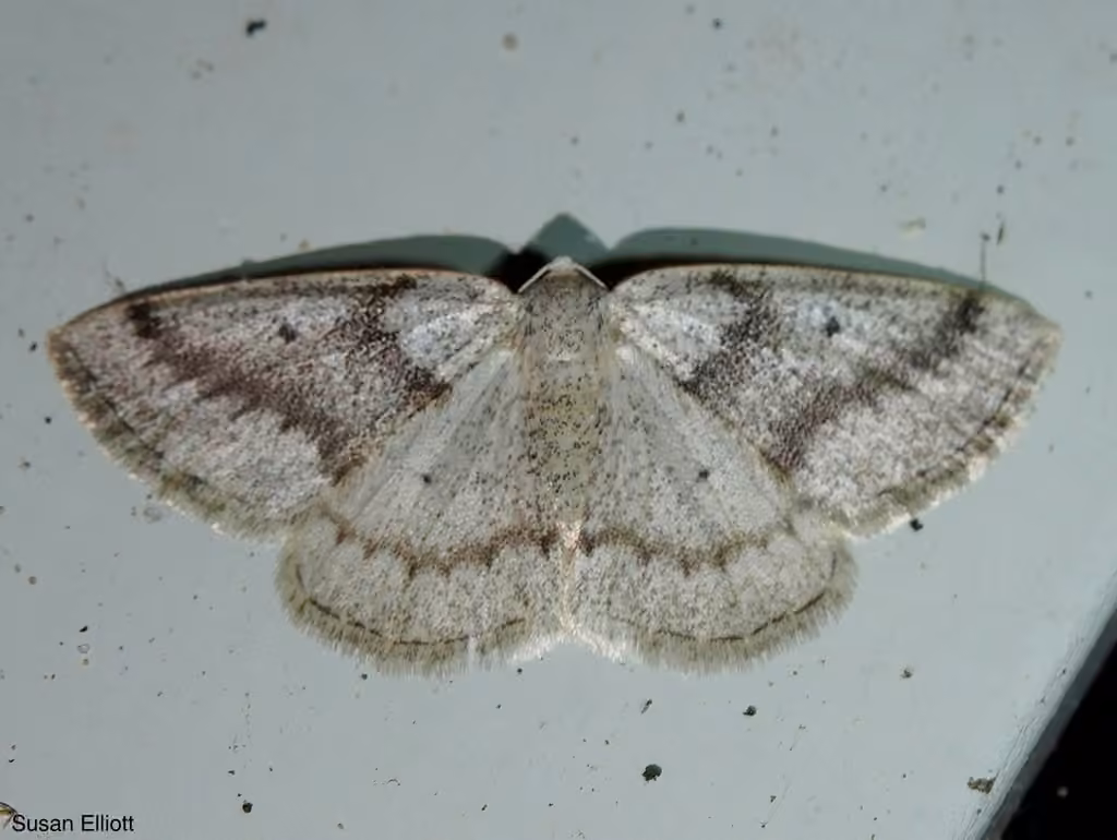 Gray Spring Moth, Adult
