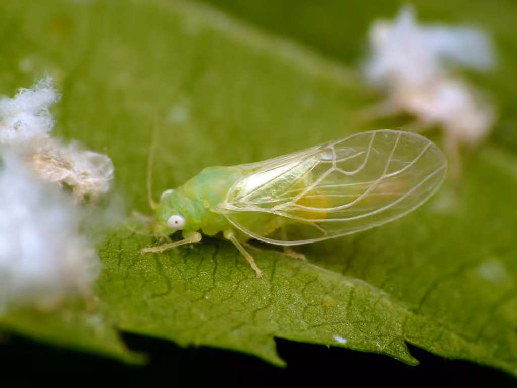 Psylla carpinicola
