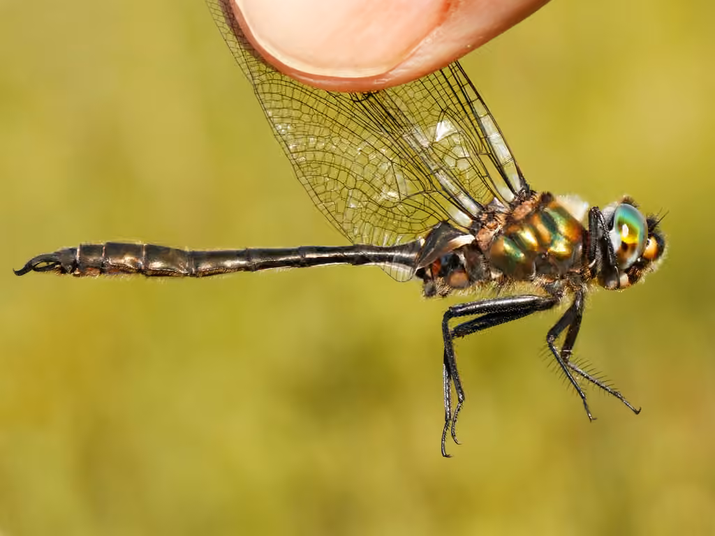 Whitehouse's Emerald, Male