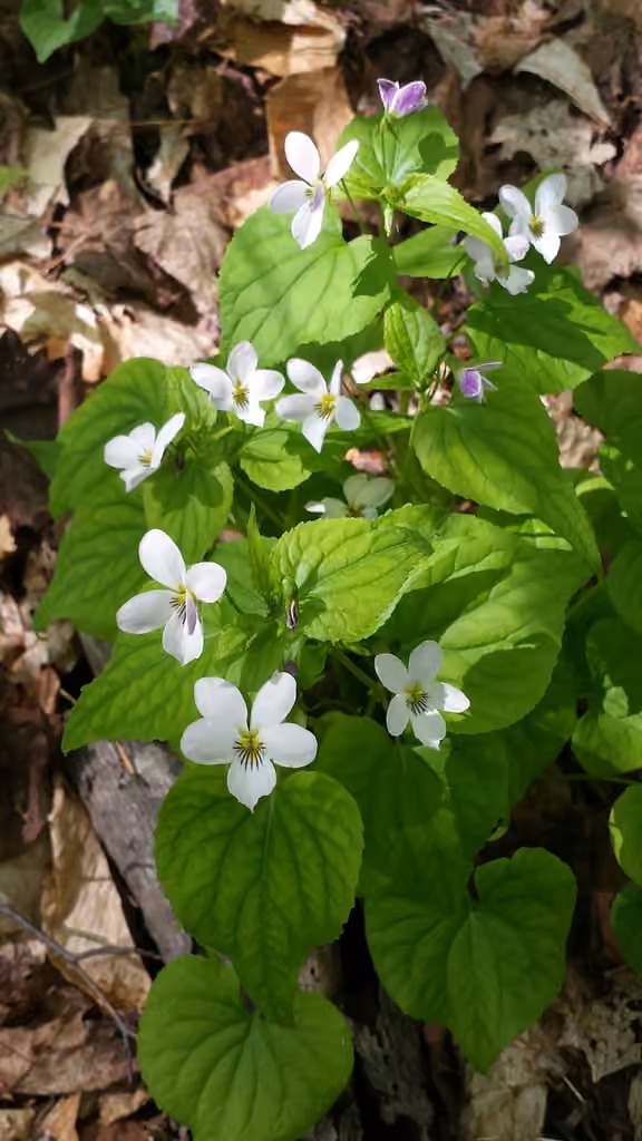 Canadian white violet, In flower