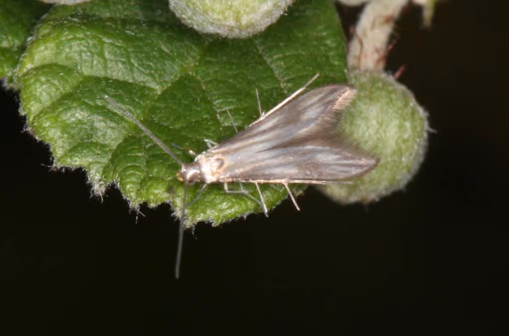 Blackberry Skeletonizer
