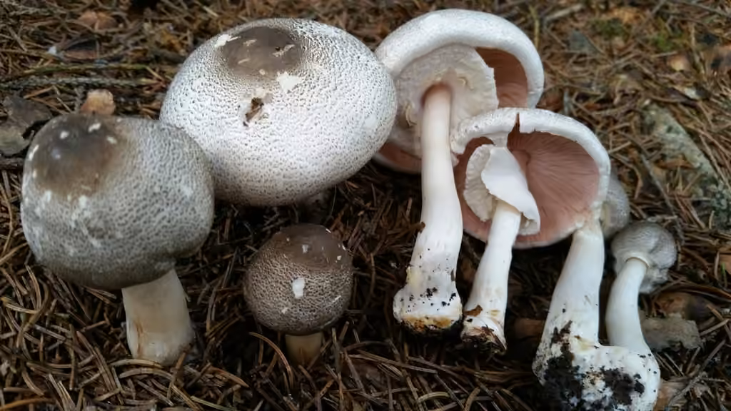 Agaric à chapeau plat