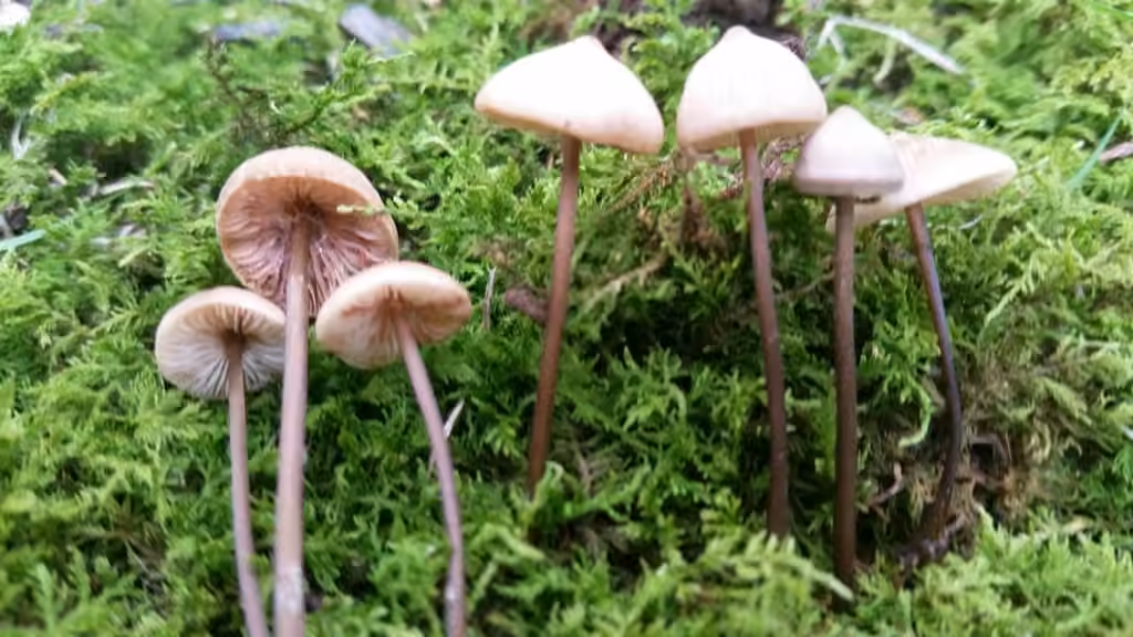 Entolome conique, photo 1 sur 5