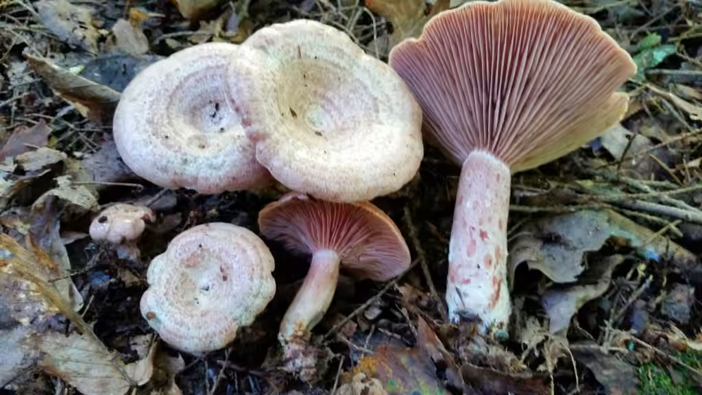 Variegated milky, photo 3 of 5