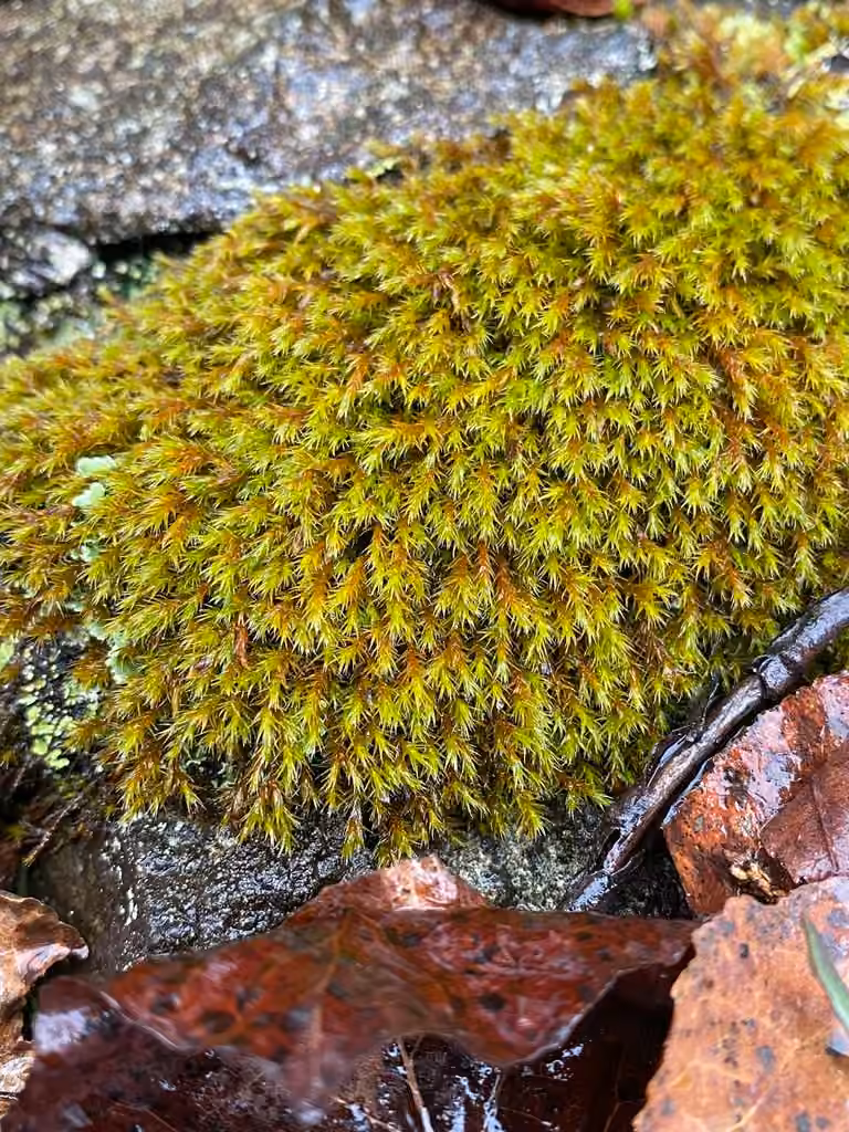 Rough Grimmia