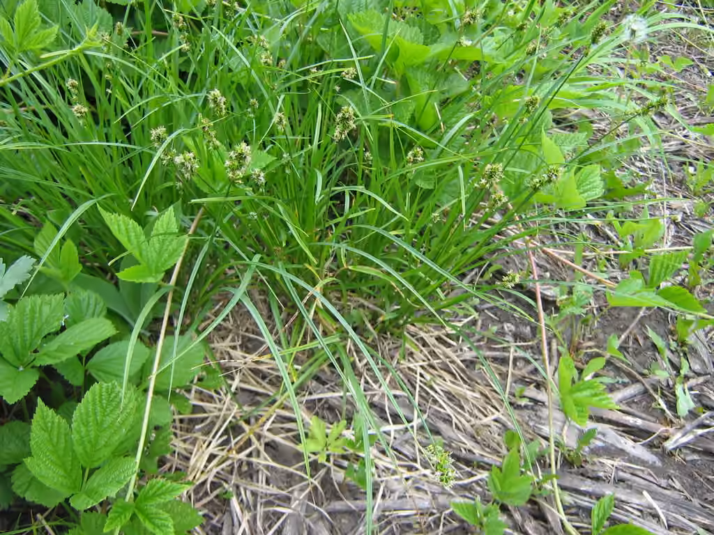 Carex à épi, photo 3 sur 5