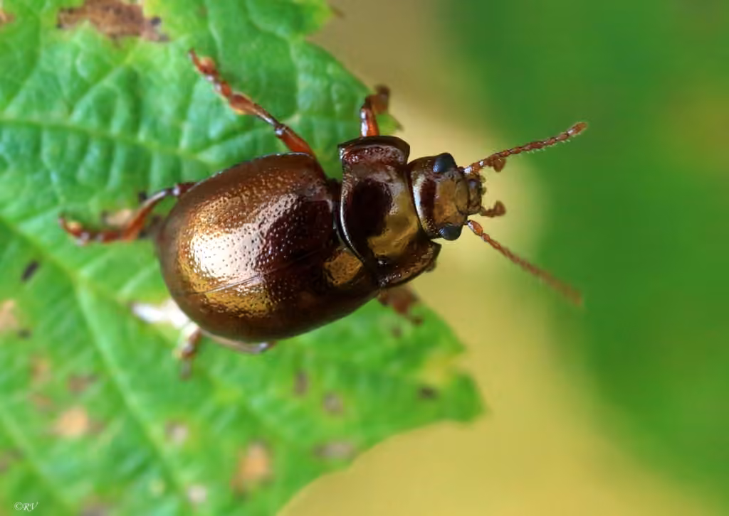 Brown leaf beetle, photo 3 of 5