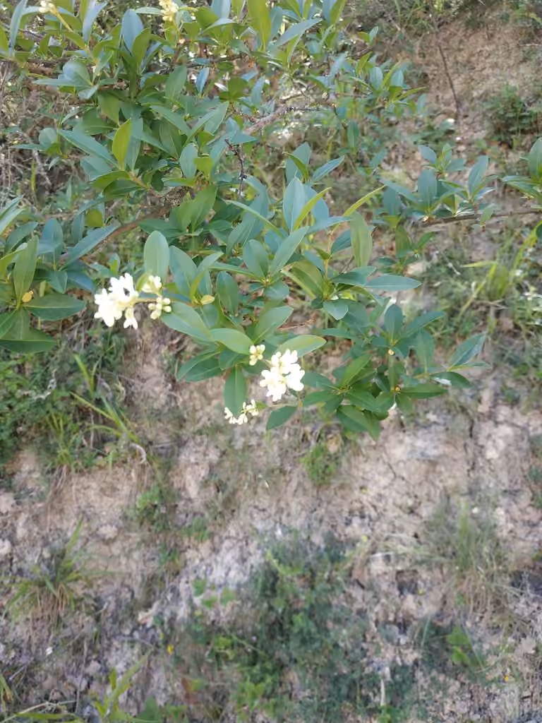 European privet, In flower